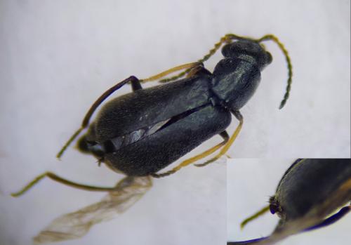 Charopus pallipes